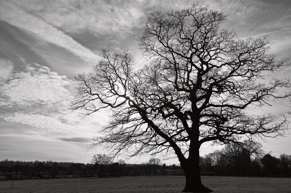 A tall, leafless tree with intricate, twisting branches extending in various directions is positioned in the center of a flat, open landscape. The tree's dark bark contrasts with the lighter sky, which features a mix of high-altitude, wispy clouds and streaks of clouds creating a textured appearance. Surrounding the tree, there are a few smaller, similarly leafless trees and distant low-lying buildings, likely part of a residential or park area. The ground appears to be a grassy field or open land with no visible structures nearby, and the scene is illuminated by natural daylight, contributing to a neutral, calm atmosphere. In the context of rubbish removal and waste management, this scene could metaphorically relate to clearing or removing burdensome, static elements from a landscape, emphasizing the importance of professional waste collection services provided by Rubbish Collection Croydon in managing waste efficiently in urban or rural settings.